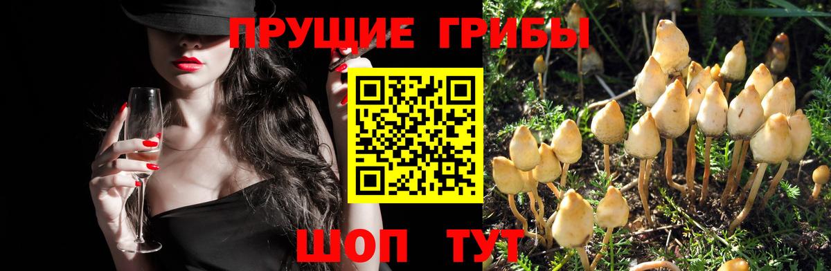 Галлюциногенные грибы Psilocybine cubensis  Вход с VPN  Губкин 